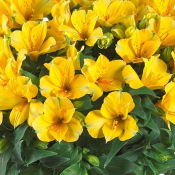 Colorita® Lisa® Yellow
