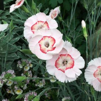 Border Carnation Border Carnation