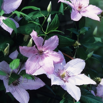 Clematis