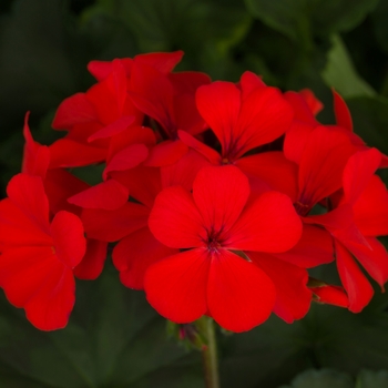 Geranium, Ivy