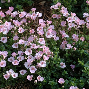 Darla&reg; Light Pink