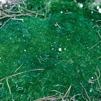 Pearlwort
