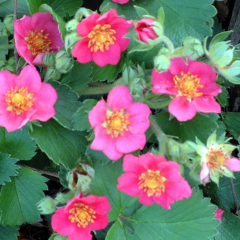 Ornamental Strawberry