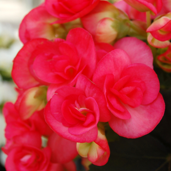 Begonia, Rieger Begonia, Rieger