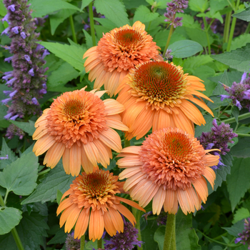 Coneflower