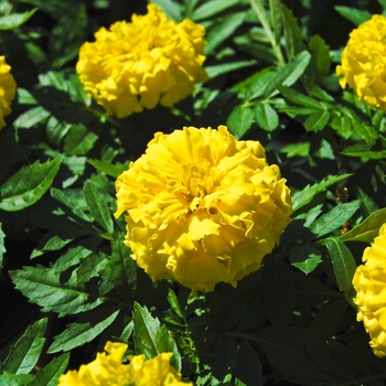 Marigold