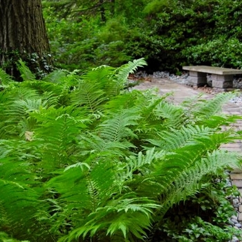 Cinnamon fern Cinnamon fern