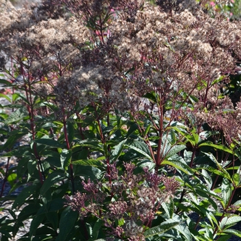 Joe Pye Weed Joe Pye Weed