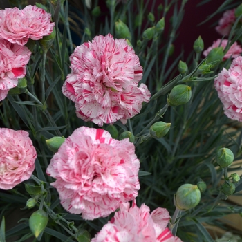 Border Carnation Border Carnation