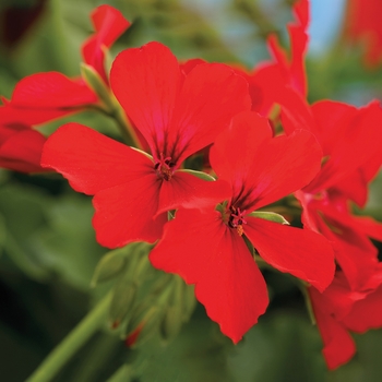 Caliente® Deep Red Caliente® Deep Red