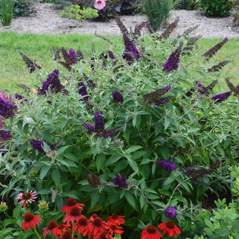 Butterfly Bush