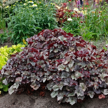 Coral Bells