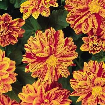 Dahlietta&reg; Patricia