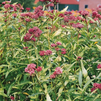 Butterfly Weed