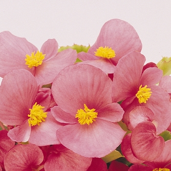 Prelude Pink