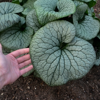 Heartleaf Brunnera