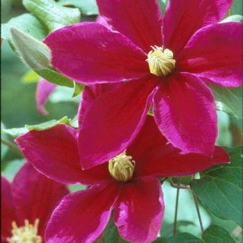 Clematis Clematis