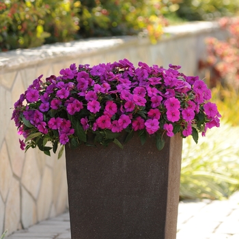 Impatiens Impatiens