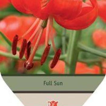 Turk's Cap Lily