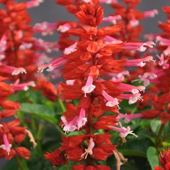 Salvia
