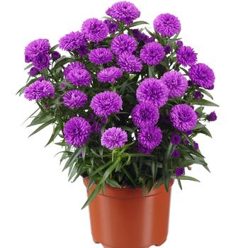 Aster 