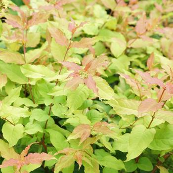 'Kodiak Fresh®' Bush Honeysuckle