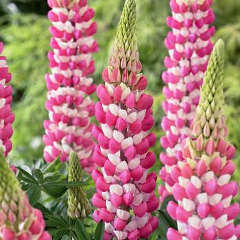 Lupine