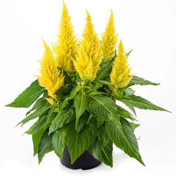 Kelos&reg; Fire Yellow