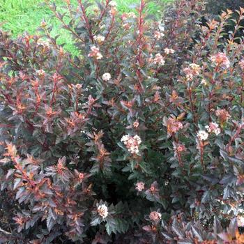 'Sweet Cherry Tea™' Ninebark 'Sweet Cherry Tea™' Ninebark