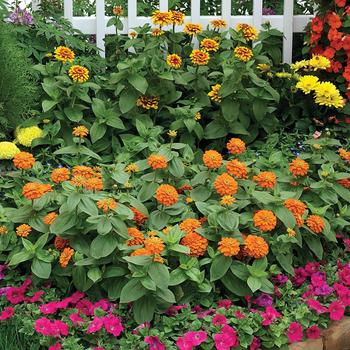 Zinnia Zinnia