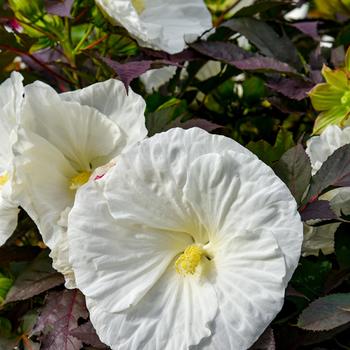 Summerific® 'Cookies and Cream' Summerific® 'Cookies and Cream'
