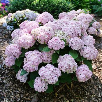 Wee Bit Innocent® Bigleaf Hydrangea