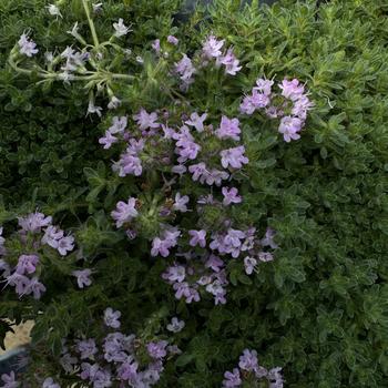 Ornamental Thyme