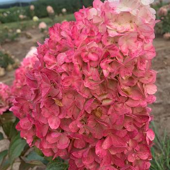 Magical™ 'Ruby Snow' Magical™ 'Ruby Snow'