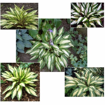 Plantain Lily