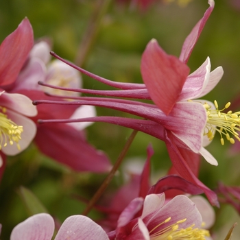 Columbine Columbine