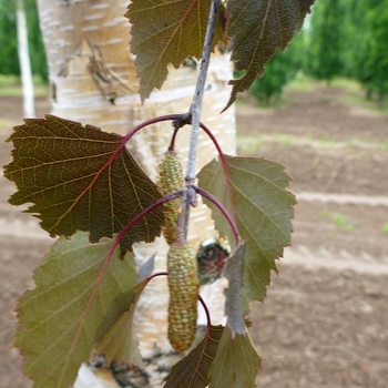 Birch Birch