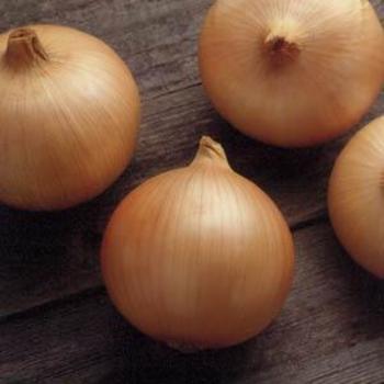 Onion Onion