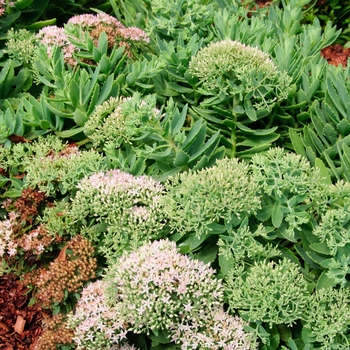 Stonecrop
