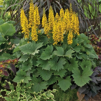 Bigleaf Ligularia