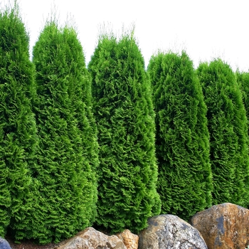 Emerald Arborvitae Emerald Arborvitae