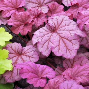 Coral Bells