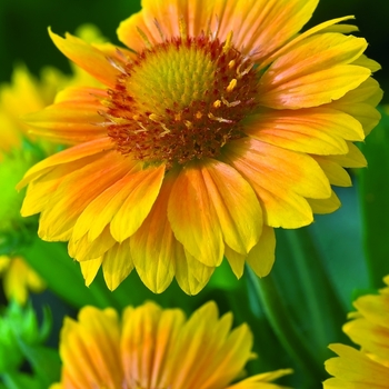 Blanket Flower Blanket Flower