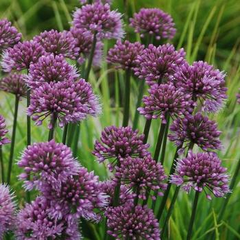 Ornamental Onion