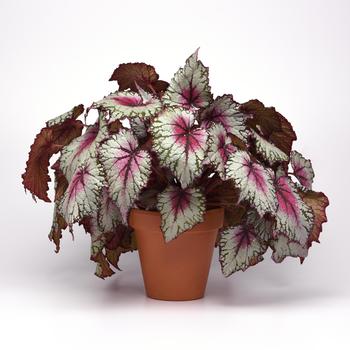 Jurassic™ 'Pink Splash' Jurassic™ 'Pink Splash'