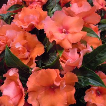 Impatiens, New Guinea