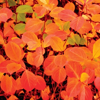 Chokeberry Chokeberry