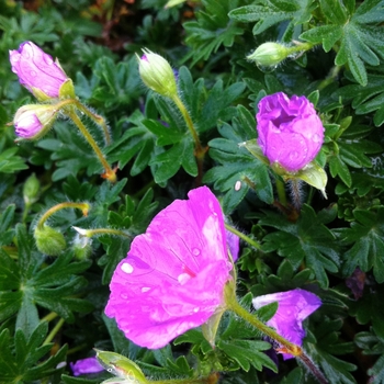 Cranesbill