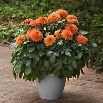 Dahlia 