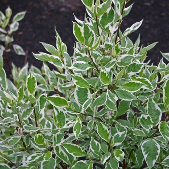 Ivory Halo&reg; Dogwood